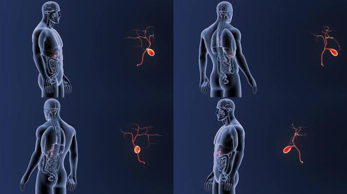 胆囊与器官放大