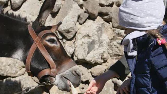 小女孩喂驴。