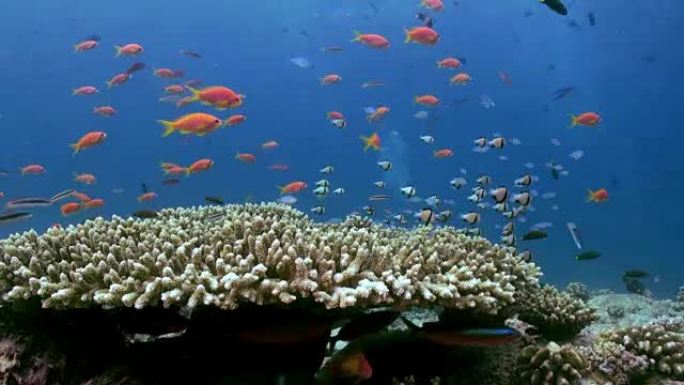 珊瑚礁上的热带小型五彩鱼学校