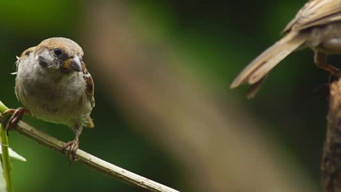 菲律宾玛雅人或欧亚树麻雀或通过人montanus perch on twig