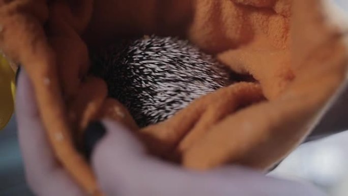 可爱的尖刺宠物刺猬睡在布橙色兜帽