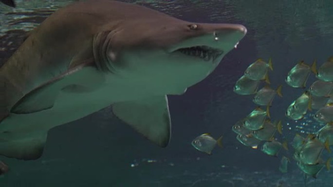 一群漂浮在水族馆里的白色热带鱼。鲨鱼出现