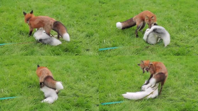 皮带上的红色和大理石狐狸在绿色草坪上欢快地玩耍