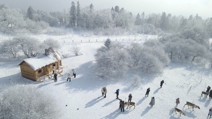 长白山雪岭驯鹿雾凇航拍4k