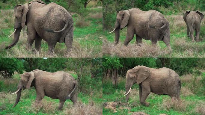 非洲象行动缓慢吃草