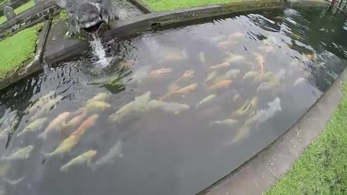 日本锦鲤鱼在印度尼西亚巴厘岛Tirta Gangga宫的池塘里游泳。4K