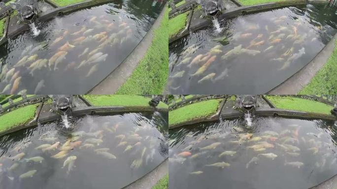 日本锦鲤鱼在印度尼西亚巴厘岛Tirta Gangga宫的池塘里游泳。4K