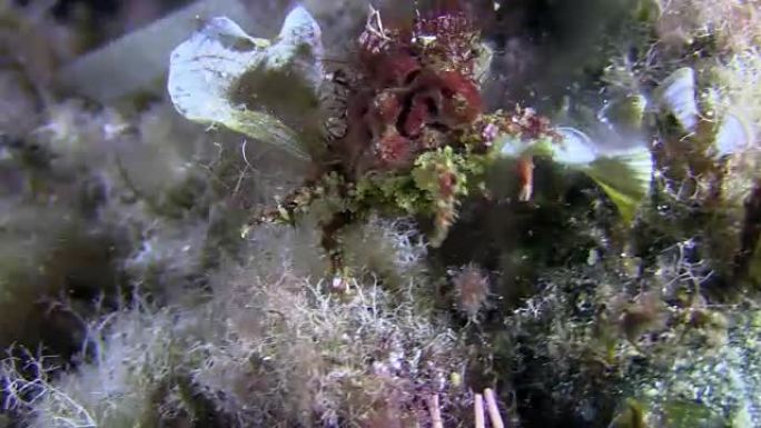 海底的螃蟹。海底世界。潜水和浮潜。海底。色彩丰富的大海。
