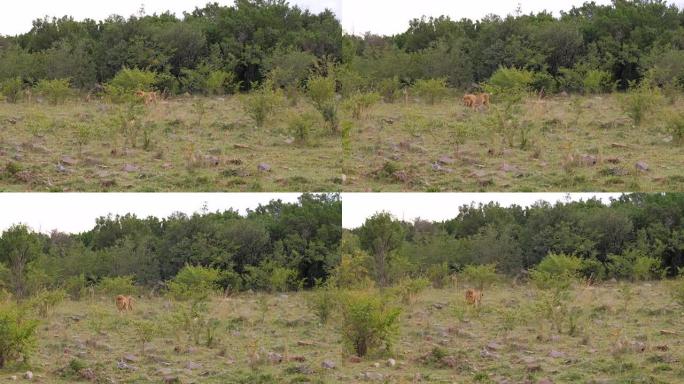 Adult Lion Walking Out Of The Wild Bushes of Green