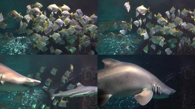 一群漂浮在水族馆里的白色热带鱼。鲨鱼出现