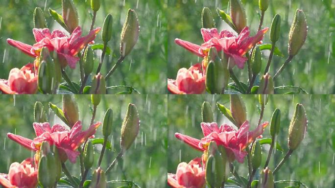 雨下的粉红色百合花