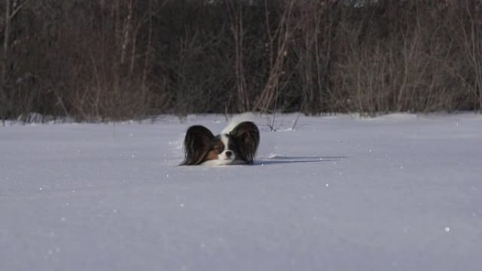 Papillon狗在冬季公园慢动作视频中勇敢地穿越雪地