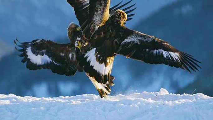 冬天，两只鹰在山上争夺食物的残酷战斗