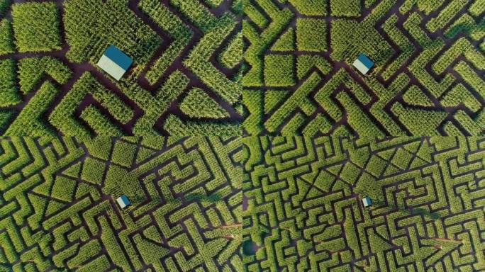 宾夕法尼亚州波科诺斯地区巨大的万圣节玉米迷宫。空中无人机视频正上方