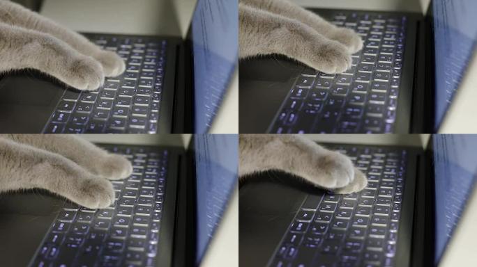猫的爪子在笔记本电脑上打印文字。