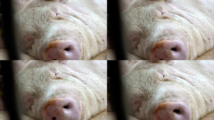 养猪场的猪。猪肖像。