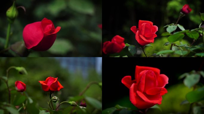 4K 玫瑰花月季花盛开素材