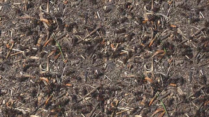 红色的蚂蚁在他们的巢在地上