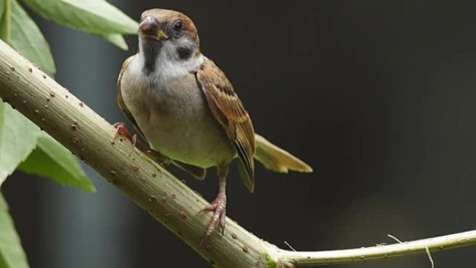 菲律宾玛雅人或欧亚树麻雀或通过人montanus perch on twig