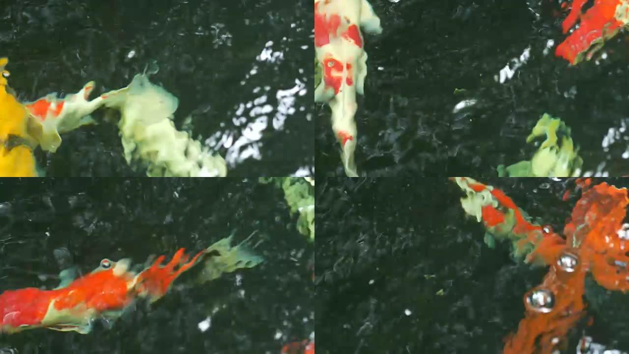 花式鲤鱼在池塘里游泳