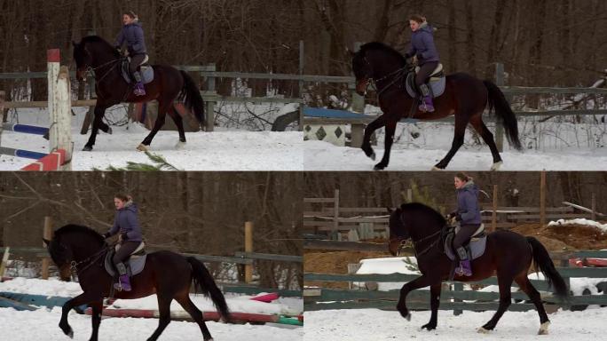 慢动作: 一名骑师骑马。它执行各种运动和跳跃。培训在一个小型特殊围场中进行