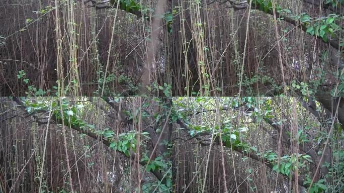 黑莓多刺的灌木丛，垂直生长