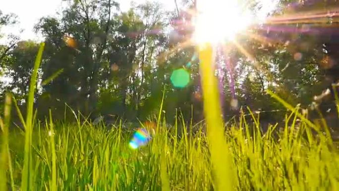 太阳光线背景上美丽的绿草。摄像机正在向前移动。白杨的小熊维尼飞来飞去。慢动作