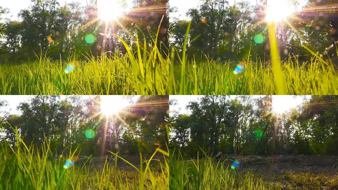 太阳光线背景上美丽的绿草。摄像机正在向前移动。白杨的小熊维尼飞来飞去。慢动作
