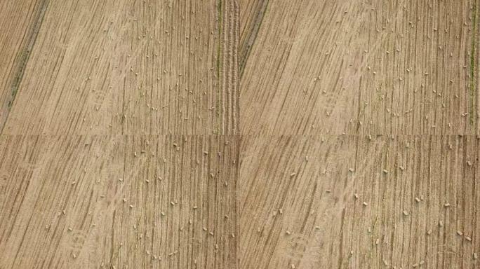 在野外进行空中收割