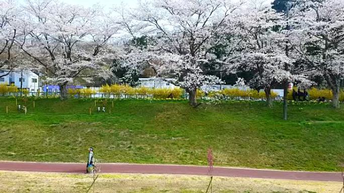 夫妇爱走在日本东京仙台的樱花花开路