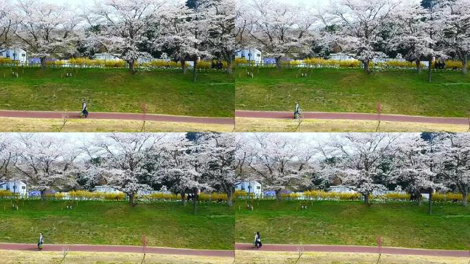 夫妇爱走在日本东京仙台的樱花花开路