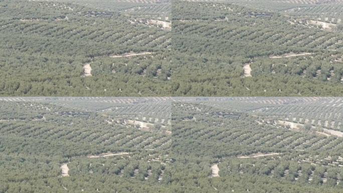 在干燥的西班牙土壤上生长的巨大橄榄树的俯视图