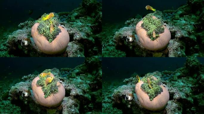 海底夜晚的海葵和小丑鱼。