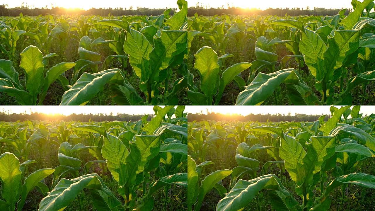 日落中的烟草农田