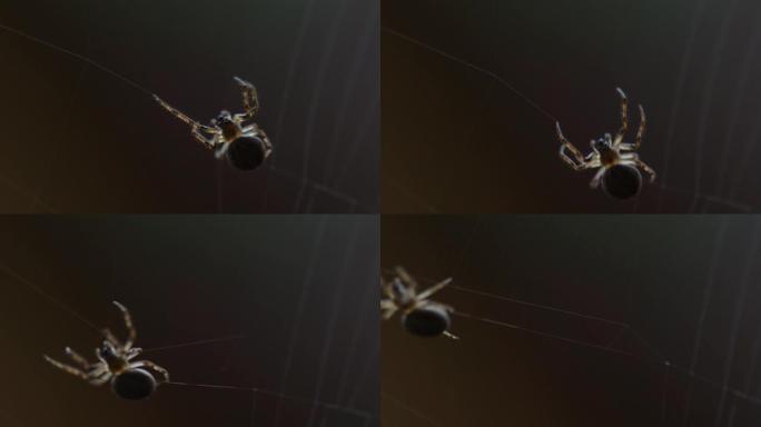 蜘蛛编织网
