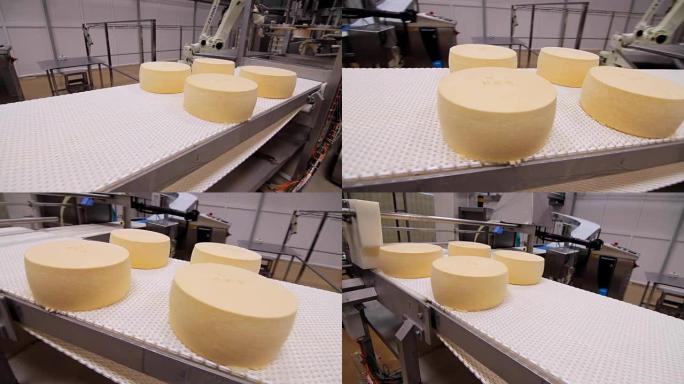 奶酪生产线。传送带上的奶酪圆形。食品工业
