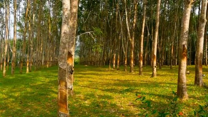从橡胶树中提取天然乳胶的人工林。