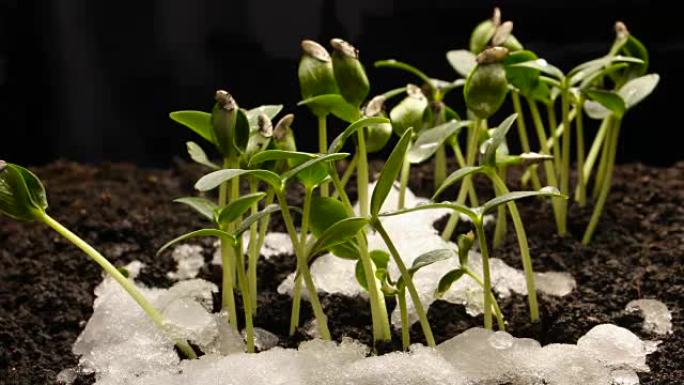 从雪黄瓜豆种子种植农业延时