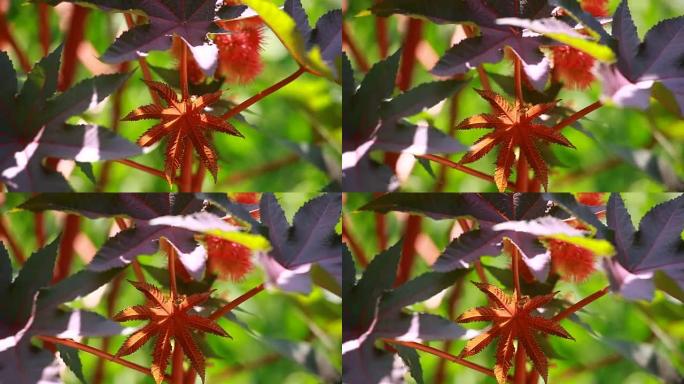 蓖麻油植物的红叶，选择性聚焦