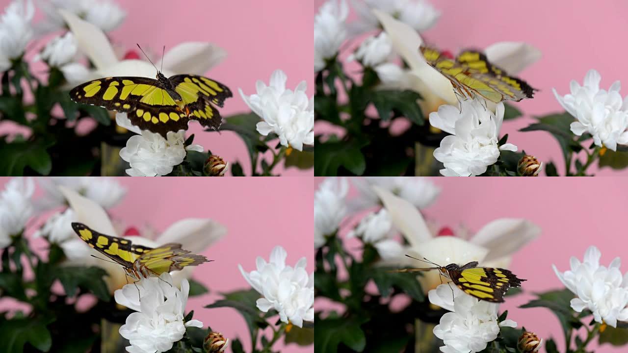 白花上的热带蝴蝶