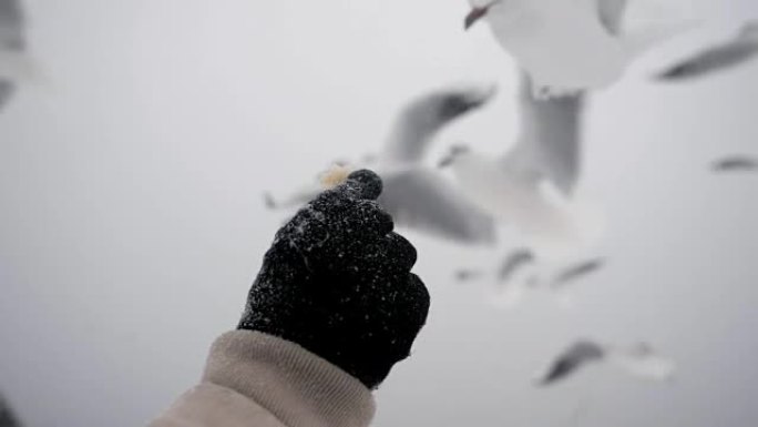 一只戴着黑色手套的雌性手拿着一片面包，用来在冬天喂养饥饿的海鸥。海边，美丽的鸟儿在女孩附近的空中飞翔