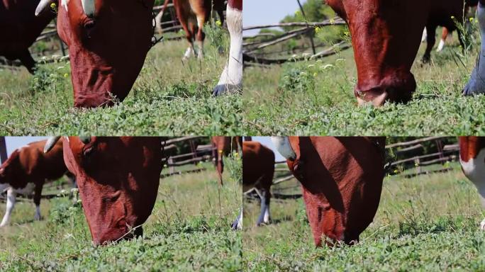 美丽的红发母牛，额头上有白色斑点，从下面吃草