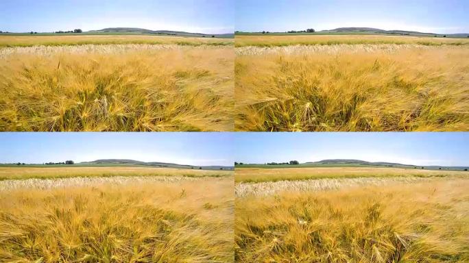 相机在田野上方的运动充满了各种黑麦。研究品种