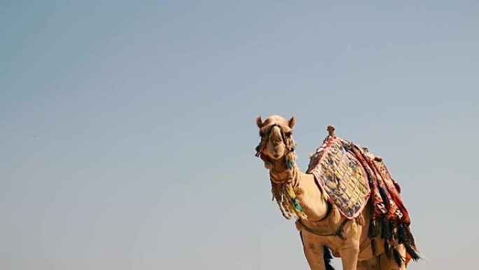 埃及，洪加达，海滩上的一只大骆驼