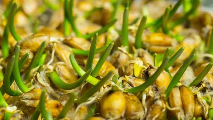 小麦种子发芽用于饮食营养，时间流逝