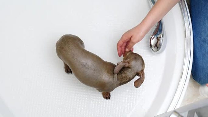 女人在洗澡时洗她的小狗