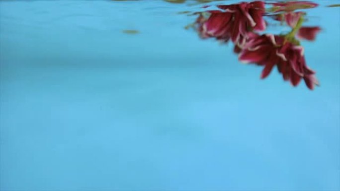 蓝色背景上透明水中的花