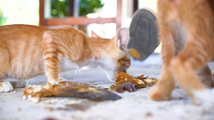 特写苗条生病可怜的猫吃鱼。