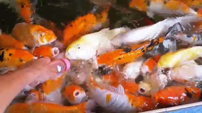 用奶嘴从瓶子里喂五颜六色的日本红鲤鱼。泰国