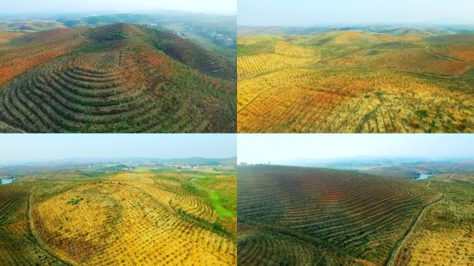 新开垦油茶种植基地